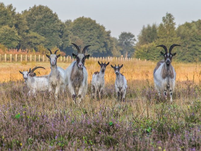 Adriaan Tripbos - Landgeiten