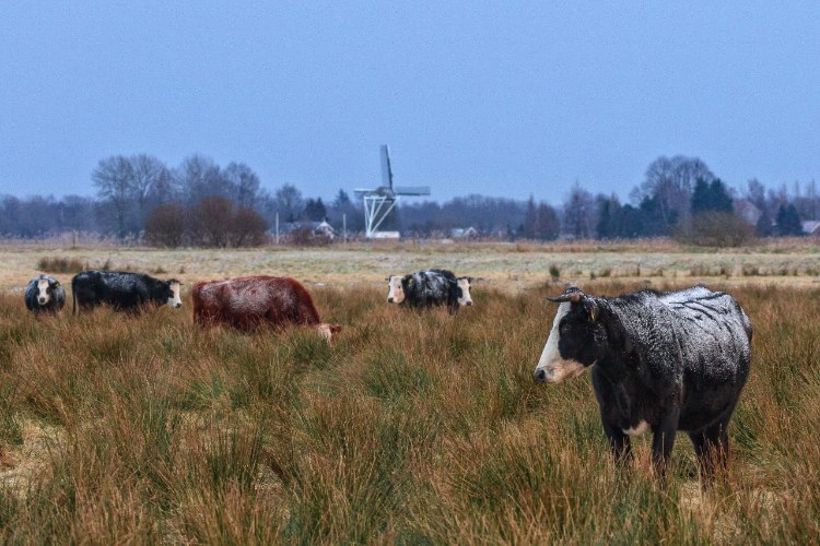 Blaarkoppen in 't Roegwold