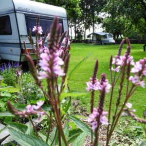 Natuurkampeerterrein Wildemansheerd - Camping