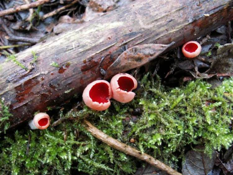 Baggerputten - Rode Kelkzwammen