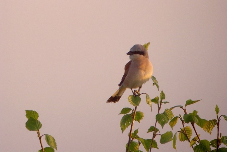 Heemtuin Muntendam & Natuurpark Tussen de Venen - Grauwe Klauwier