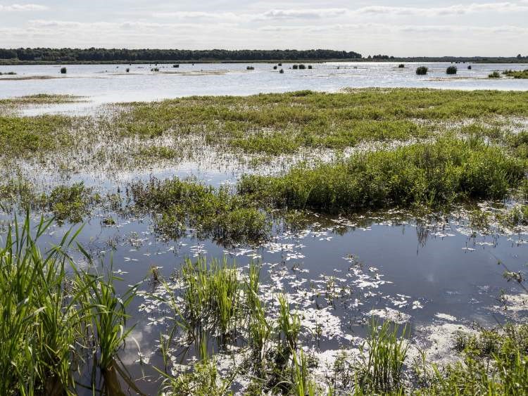 Kropswolderbuitenpolder in de zomer - Het Groninger Landschap