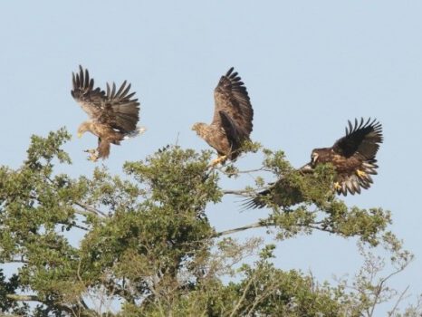 Vogels kijken - Familie Zeearend