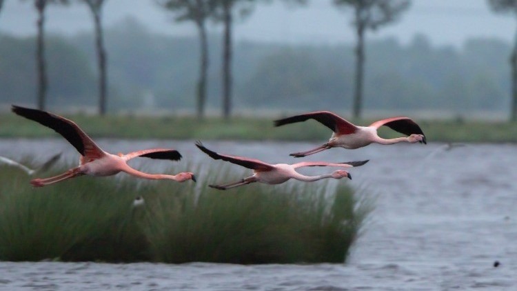 Vogels kijken - Flaming's in 't Roegwold