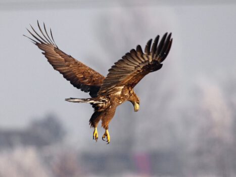 Vogels kijken - Zeearend