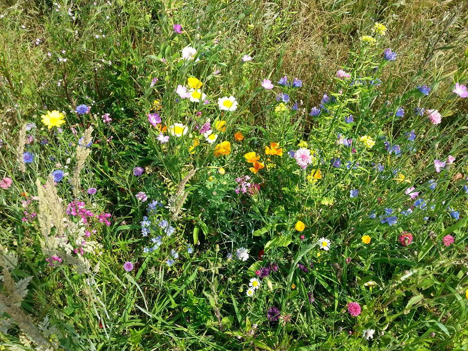 De Veenborg en bloemen