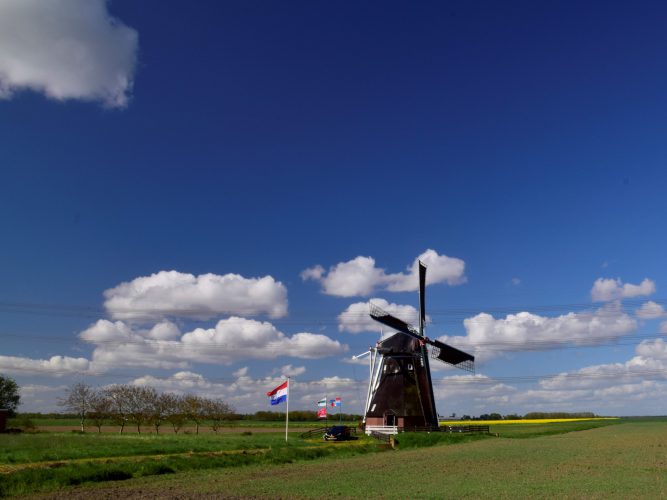 Noordermolen aan de rand van koolzaadvelden