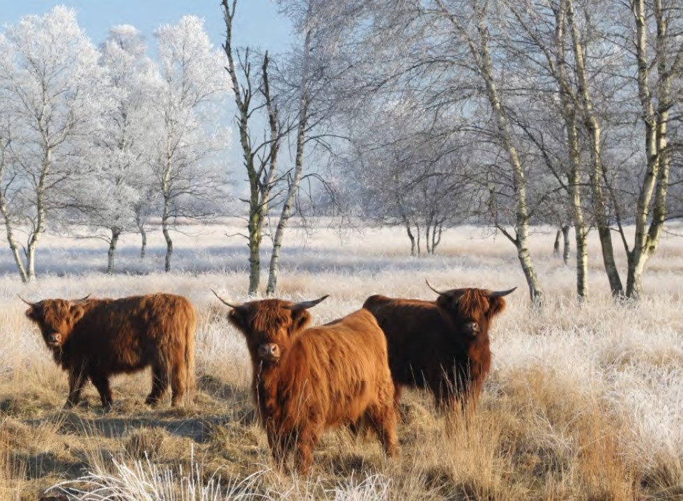 Natuurwijs, Schotse Hooglanders met een dikke vacht – fotograaf Aaldrik Pot