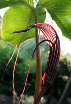 Arisaema costatum, Rare Planten Dagen