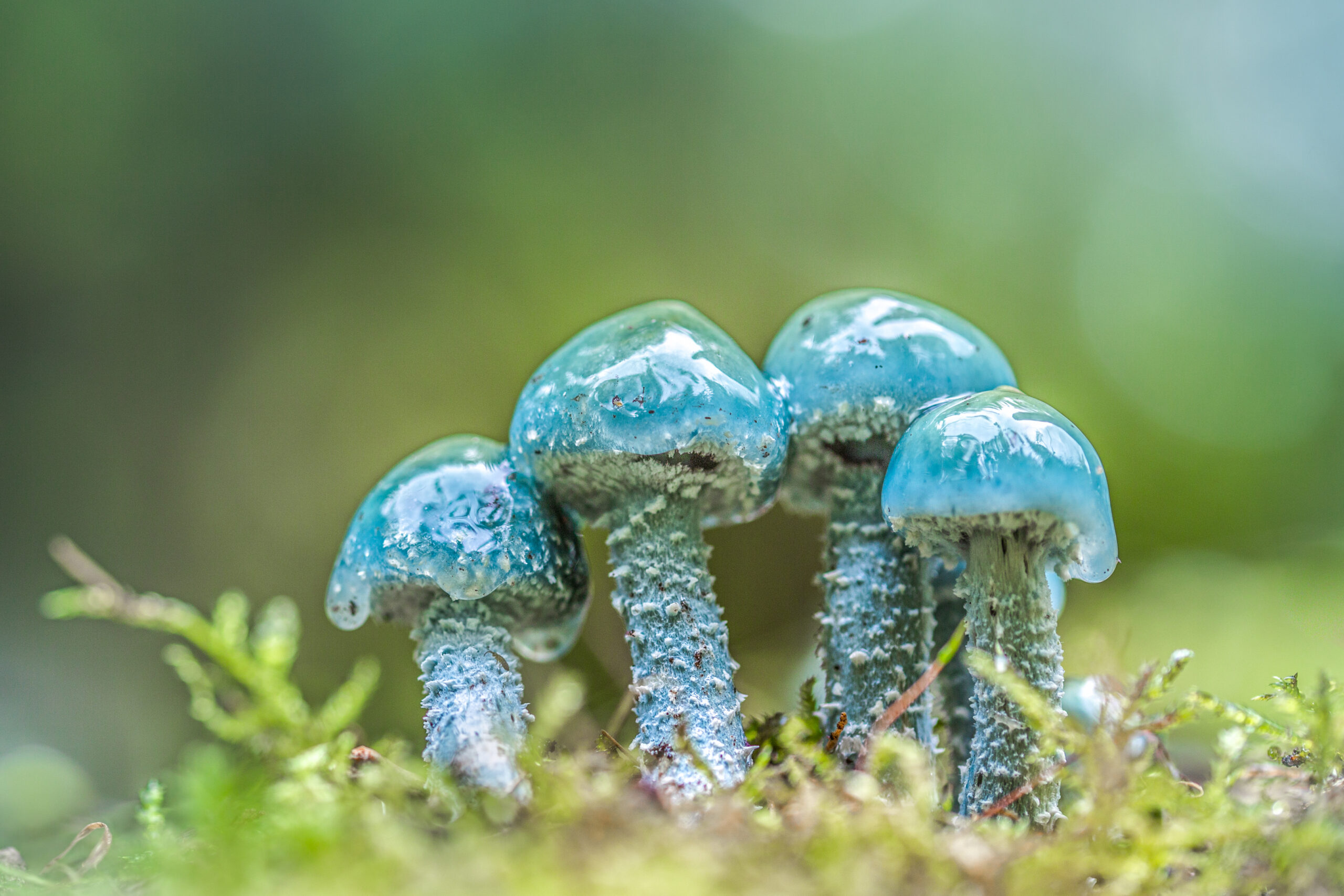 blauwe paddenstoelen, fotograaf Wilco van der Laan