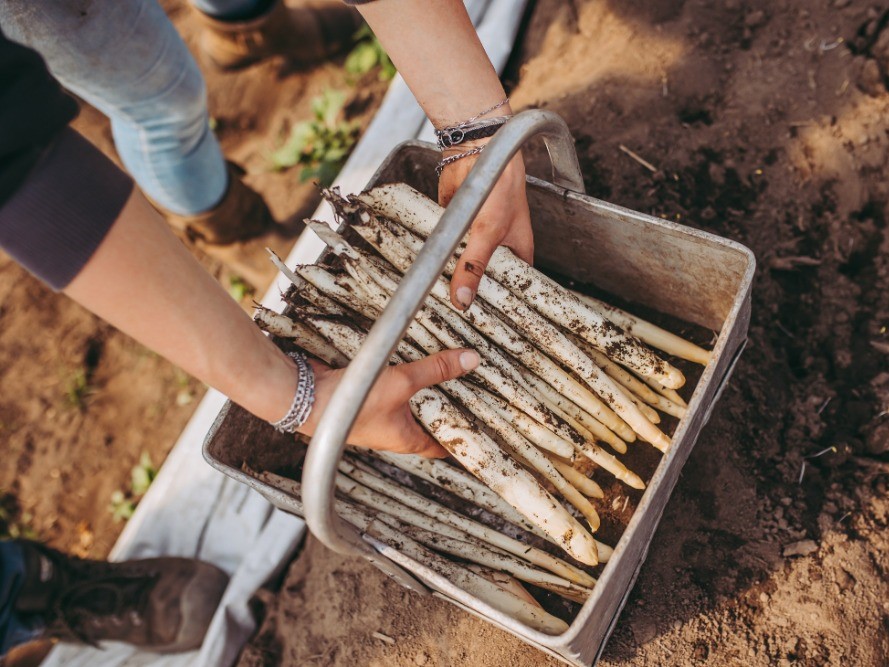 Grol Asperges - foto Stella Dekker Fotografie