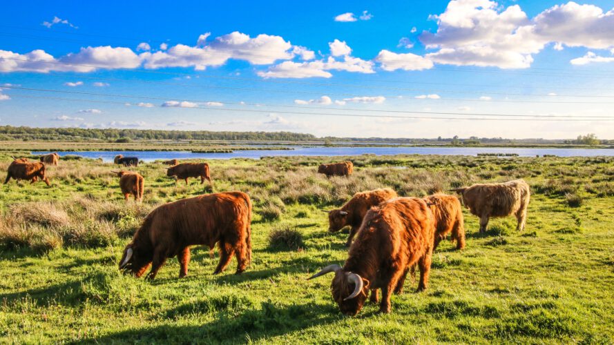 Kropswolderbuitenpolder, fotograaf Bert Daems