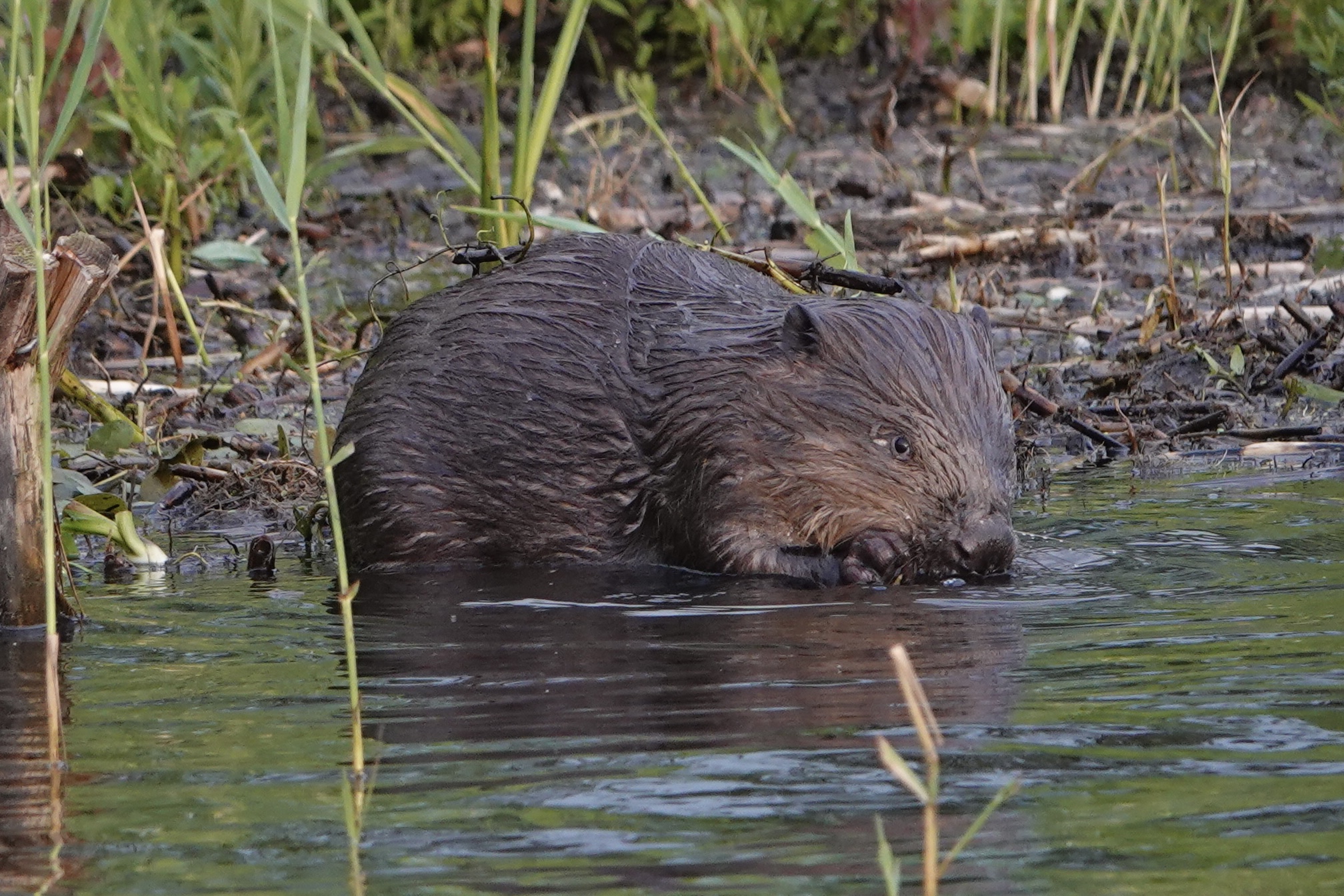 Bever in Zuidlaardermeer, fotograaf John Stalman (Allround Watersport Meerwijck)