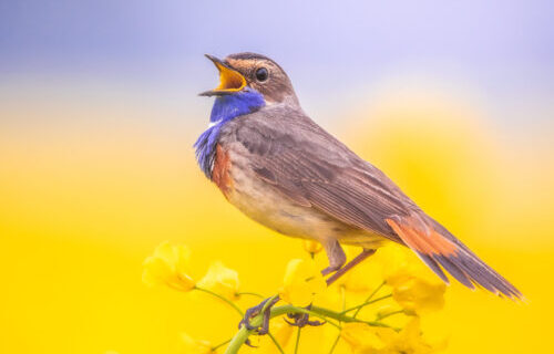 blauwborst - foto Wilco van der Laan